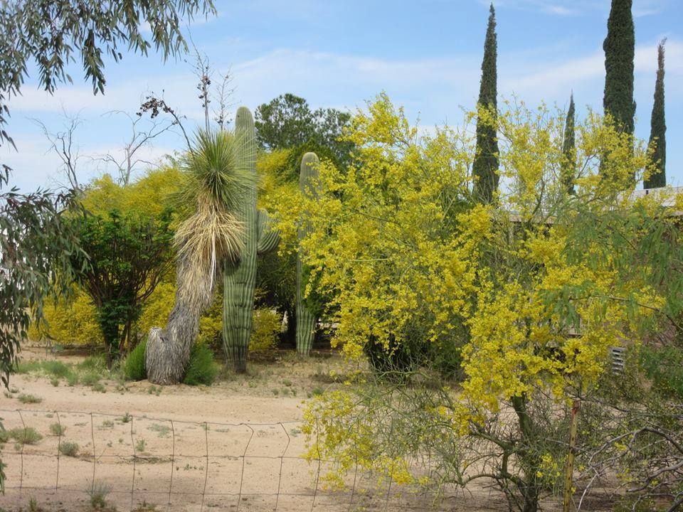 Palo verde trees